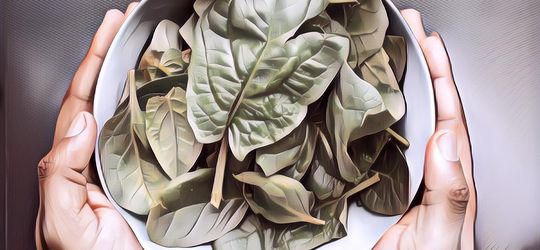 Mengapa Sayuran Berdaun Hijau Bagus Banget Jika Dikonsumsi Tiap Hari? Ini Faktanya