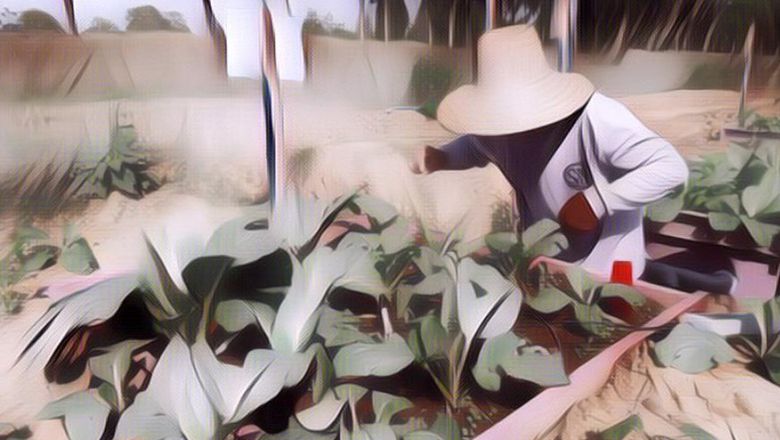 Wow! Tanaman Penghasil Emas Ini Ternyata Tumbuh di Indonesia