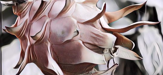 Kandungan Nutrisi Buah Naga dan Manfaatnya Bagi Tubuh