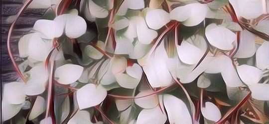 Gak Banyak yang Tahu, Berikut Ini 5 Manfaat Daun Binahong untuk Kesehatan yang Perlu Kamu Tahu