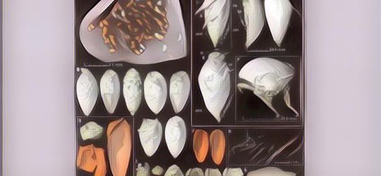 Ada Kumbang yang Terjebak di Kotoran Dinosaurus 230 Juta Tahun Lalu