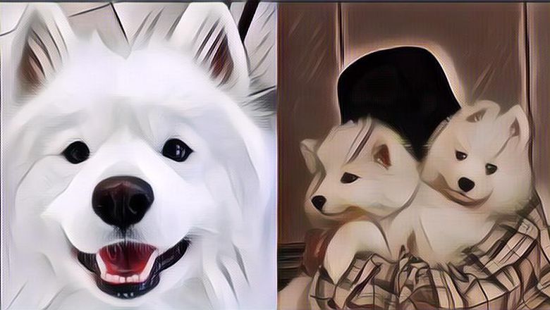 Mengharukan! Anjing Ini Berhasil Hidup Kembali Setelah Dicloning