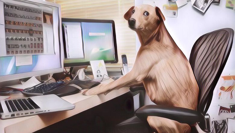 Lowongan Pekerjaan: Merawat Anjing-anjing Gaji Ratusan Juta Per Tahun, Mau?