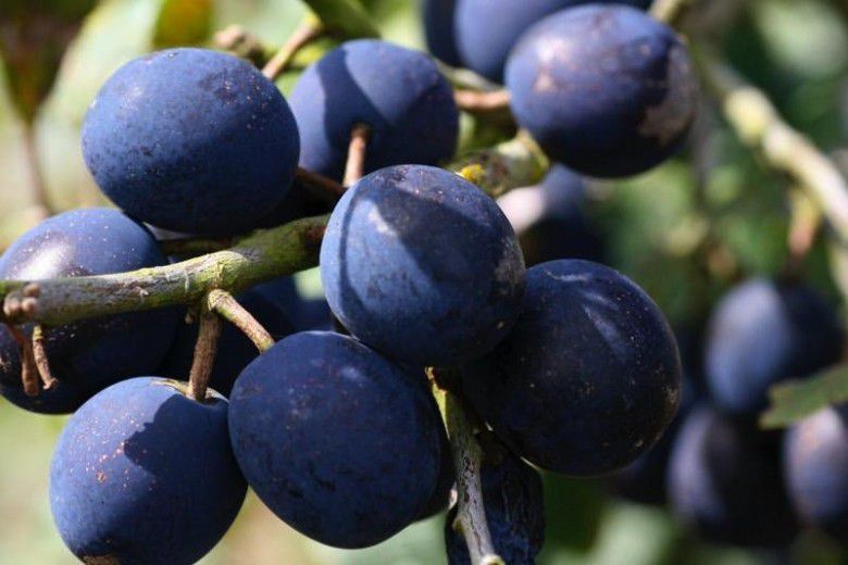 3. Damson