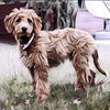 Fakta Unik dari Anjing Goldendoodle yang Harus Kamu Ketahui