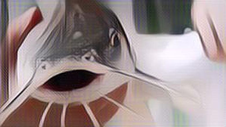 Kandungan Nutrisi Ikan Lele dan Manfaatnya untuk Kesehatan