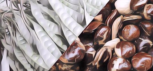 Suka Makan Petai Dan Jengkol? Gini Caranya Biar Mulut Nggak Bau!