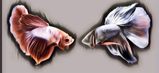 Kamu Wajib Tahu, Begini Cara Bedakan Ikan Cupang Jantan dan Betina