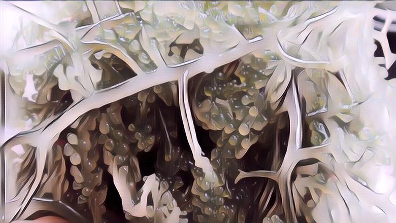 Intip Segudang Manfaat Anggur Laut yang Katanya Bisa Bikin Umur Panjang