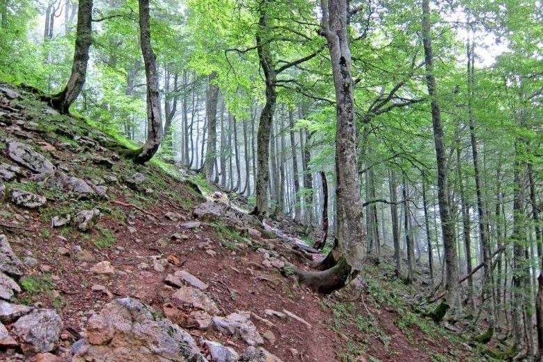 3. Pohon melengkung "J" di perbukitan