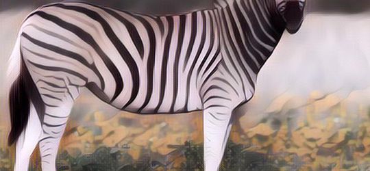 Ini Dia Alasan Mengapa Hewan Zebra Tak Pernah Ditunggangi Seperti Kuda