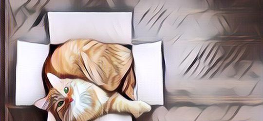 TERJAWAB SUDAH! Ini Dia Alasan Kenapa Kucing Suka Banget Mainan Boks