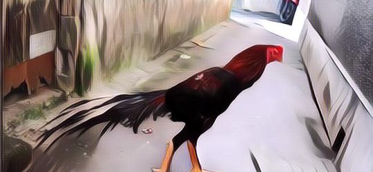 Mengenal Jenis Ayam Ekor Lidi, Apa Keistimewaannya?