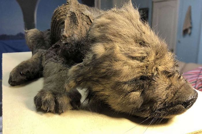 Awal Anjing Prasejarah Berusia 18 Ribu Tahun ini ditemukan