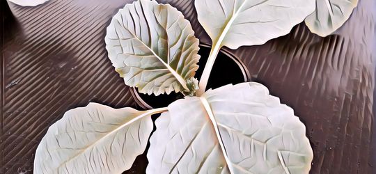 5 Manfaat Air AC untuk Tanaman Hidroponik Jadi Lebih Sehat