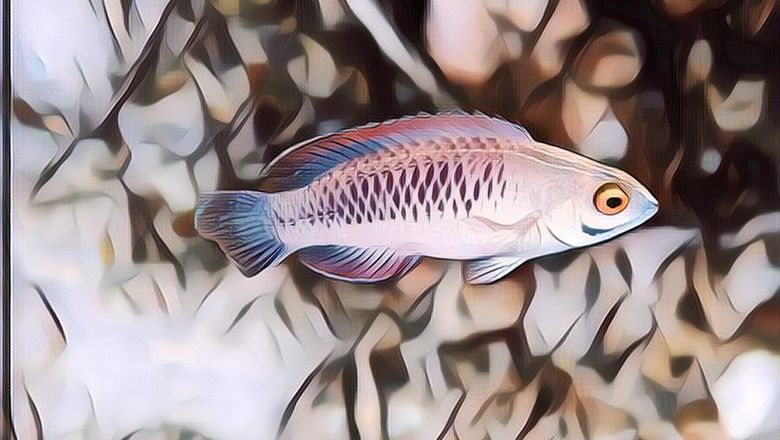 Ditemukan secara Tidak Sengaja, Hewan Ini Dikasih Nama Ikan Wakanda