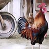 Udah Tau Belom? Lewat Tanda-tanda Ini, Ayam dan Bebek Ternyata Peramal Cuaca yang Ulung