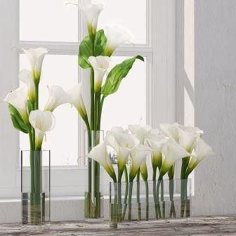 Calla lilly