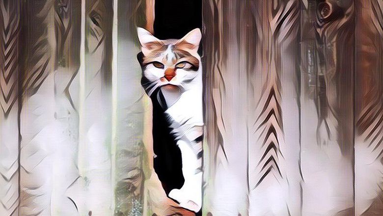 Viral Video Kucing Bawa Kresek Isi Makanan, Pas Kepergok Aksinya Bikin Ngakak