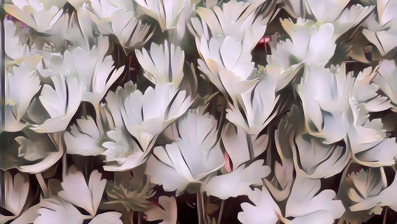 Bersihkan Ginjal dengan Konsumsi Daun Seledri, Hanya dengan Waktu Seminggu Ngga Pake Ragu