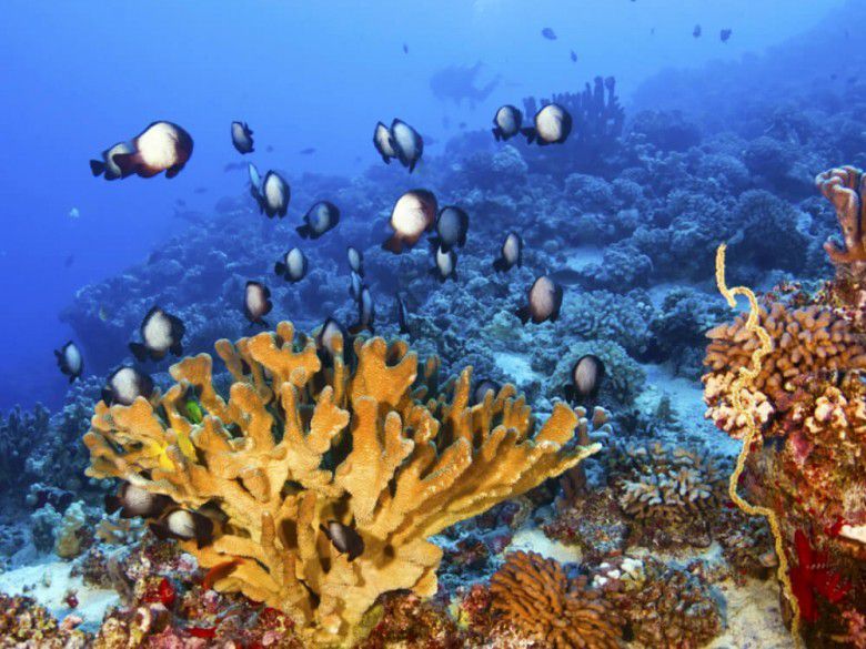 Ternyata Sunscreen Bisa Merusak Lingkungan