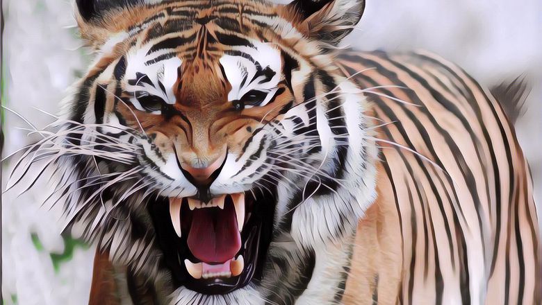 Ngeri! Remaja di Riau Tewas Dimangsa Harimau, Beberapa Anggota Tubuhnya Hilang