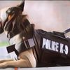 5 Fakta Unik Anjing Pelacak, Bantu Polisi Tangkap Penjahat