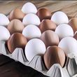 Telur Coklat dan Telur Putih, Mana yang Lebih Sehat dan Bergizi?