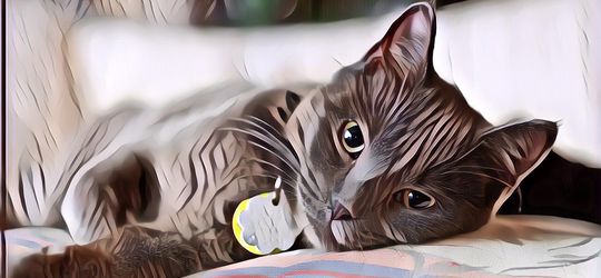 Makanan yang Aman Bagi Manusia, Tetapi Berbahaya Bagi Kucing