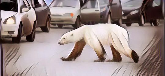 Miris Banget! Efek Pemanasan Bikin Es di Arktika Terus Mencair, Akibatnya Beruang Kutub Terancam Punah