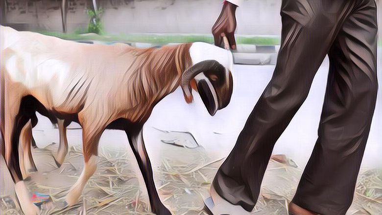 Mungkin Inilah 8 Orang Paling Gila yang Perkosa Seekor Kambing Sampe Tewas! Para Pelaku Diyakini Punya Kelainan Seksual