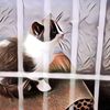 Kucing Peliharaannya Mati, Orang Kaya Ini Pilih Hidupkan Lagi ... Caranya?