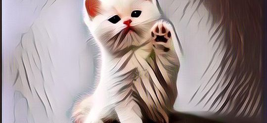 Lucu Banget! Ada Kucing Lagi Kosplay Jadi Bridesmaid di Acara Pernikahan