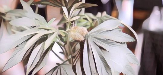 Kocak! Pria Ini Beli Ganja yang Dikasih Tanaman Hias, Begini Penampakannya