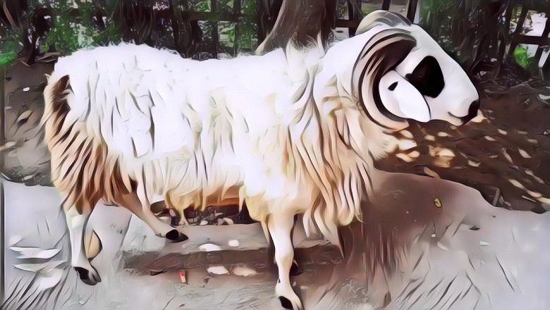 Kata Siapa Olahan Daging Kambing Bahaya? Nih Buktinya