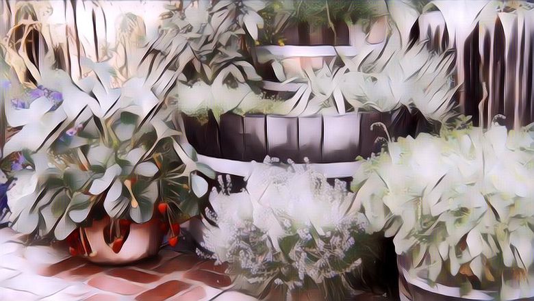 Cara Membuat Apotek Hidup, Penyedia Obat Herbal Bagi Keluarga