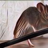 Anti Gagal! 3 Cara Ampuh Usir Tikus-Tikus di Rumah