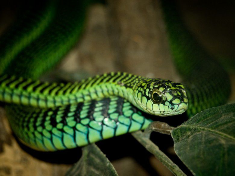 5. Gigitan Ular Boomslang