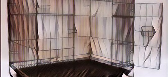 Sadis! Mengurung Anak di Kandang Kuncing dan Disiram Air Panas Hingga Tewas