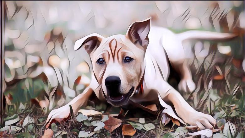 4 Perilaku Aneh Anjing dan Artinya, Mengendus Pantat Adalah Cara Bersosialisasi