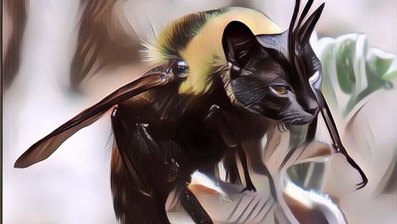 Pengemar Kucing? Harus Lihat Foto-Foto Lebah Bermuka Kucing Ini! Antara Lucu dan Serem Sih