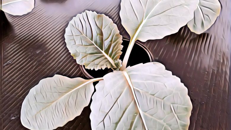 5 Manfaat Air AC untuk Tanaman Hidroponik Jadi Lebih Sehat