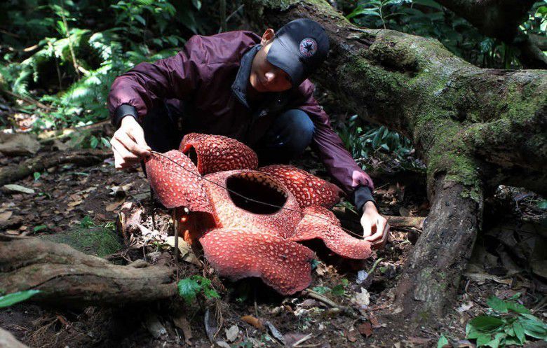 7. Raflesia Arnoldi