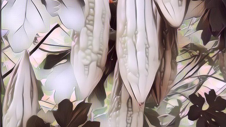 Gak Doyan Pare, Pakai Aja Buat Perawatan Kulit Biar Wajah Bebas Jerawat