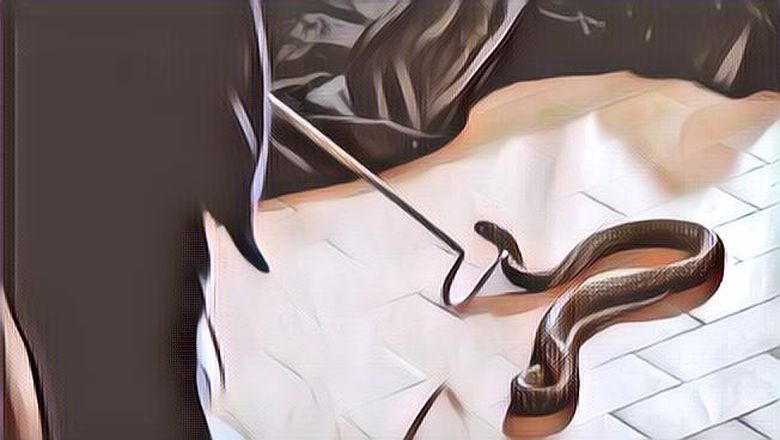 Begini Cara Mencegah Ular Masuk  Rumah, Yuk Disimak