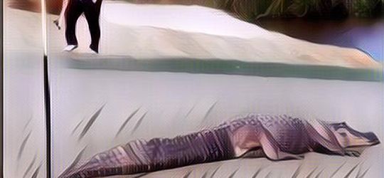 WADUH! Lapangan Golf Ini Dipenuhi Buaya, Berani Main Gak?