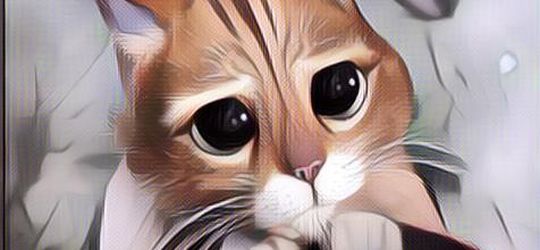 Ternyata Hewan Peliharaan Pun Bisa Merindukan Pemiliknya! Yuk Intip Tanda Kucing Jika Sedang Rindu!