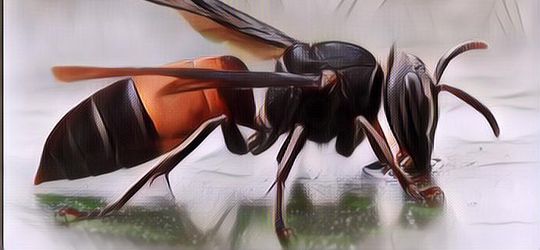 Benarkah Sengatan Tawon Ndas Bisa Mematikan? Ini Kata Ahli!