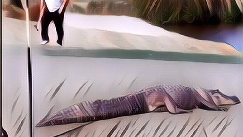 WADUH! Lapangan Golf Ini Dipenuhi Buaya, Berani Main Gak?