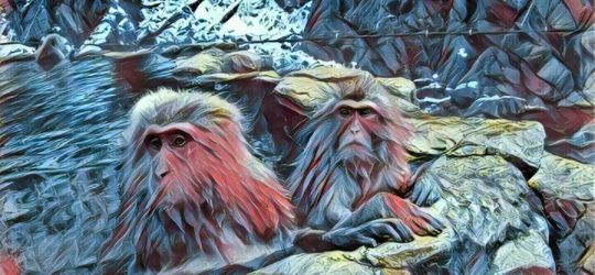 Kebiasaan Mandi Monyet-Monyet Jepang